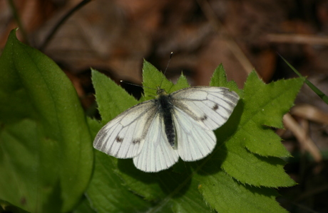 Grünader-Weißling (Pieris napi) - © Emanuel Trummer